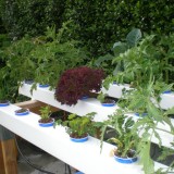 Expanded Clay in Hydroponics