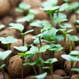 Expanded Clay in Horticulture